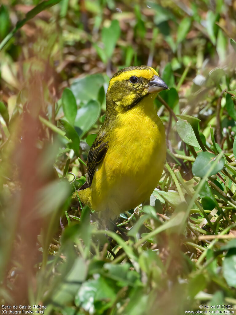 Serin de Sainte-Hélène mâle adulte nuptial