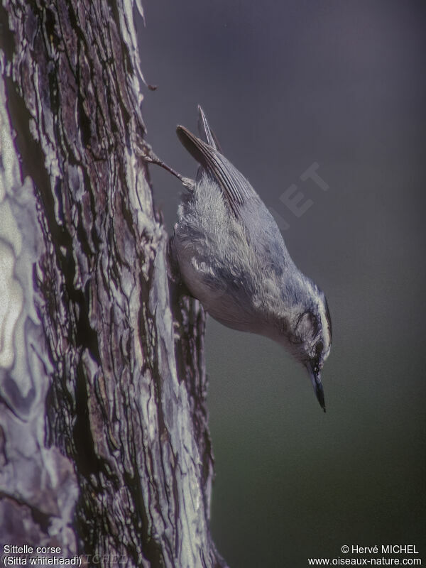 Corsican Nuthatch