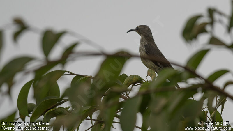 Blue-throated Brown Sunbird female adult