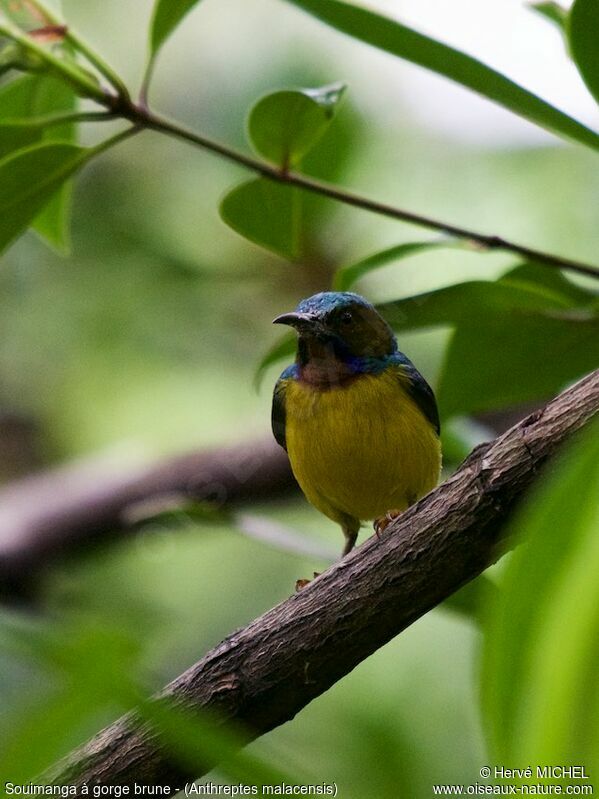 Brown-throated Sunbird male adult breeding