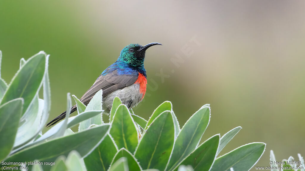 Souimanga à plastron rouge mâle adulte nuptial