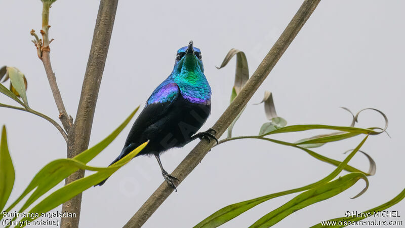 Malagasy Green Sunbird male adult breeding