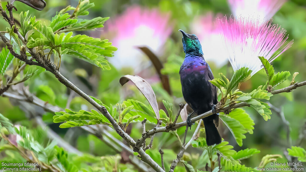 Purple-banded Sunbird