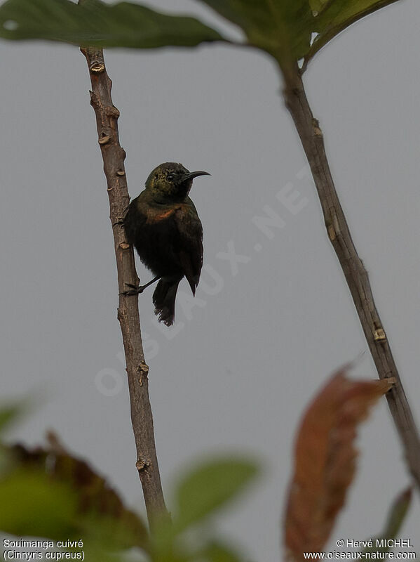 Copper Sunbird