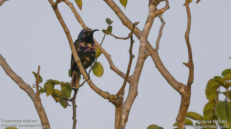 Splendid Sunbird male adult transition