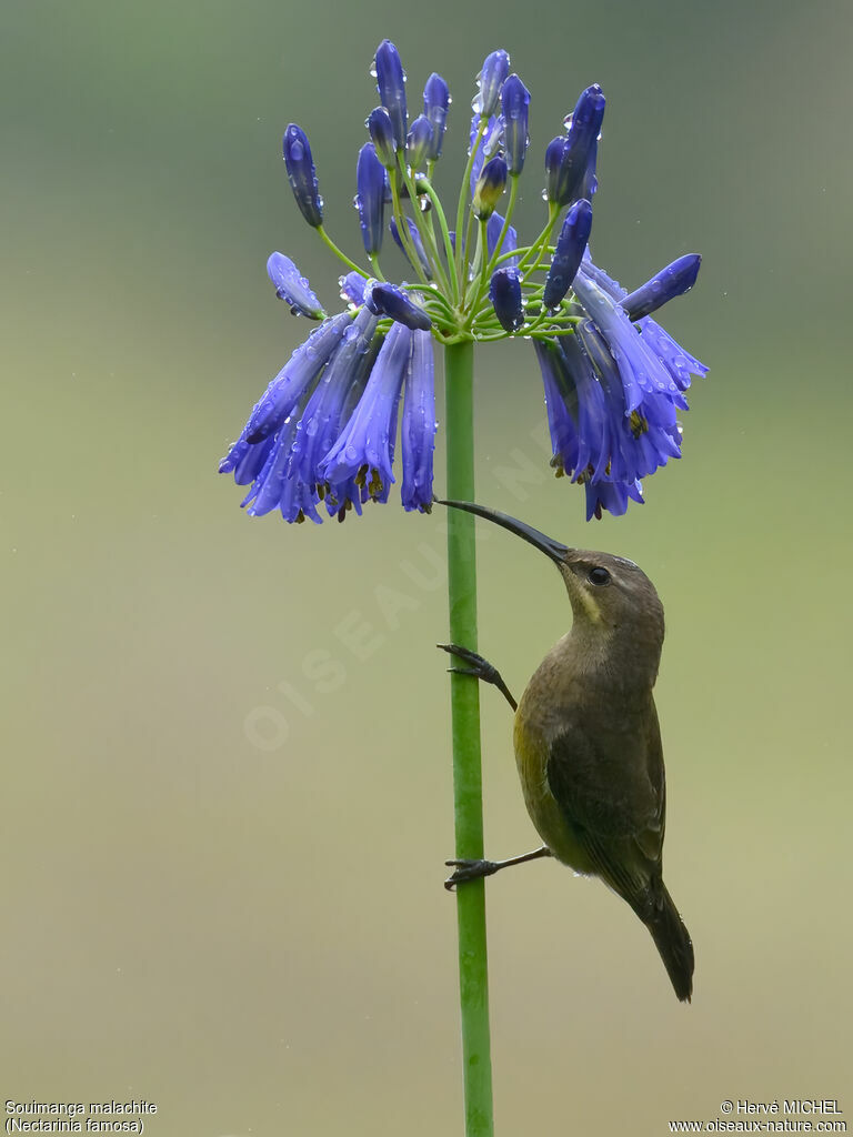 Souimanga malachite femelle adulte