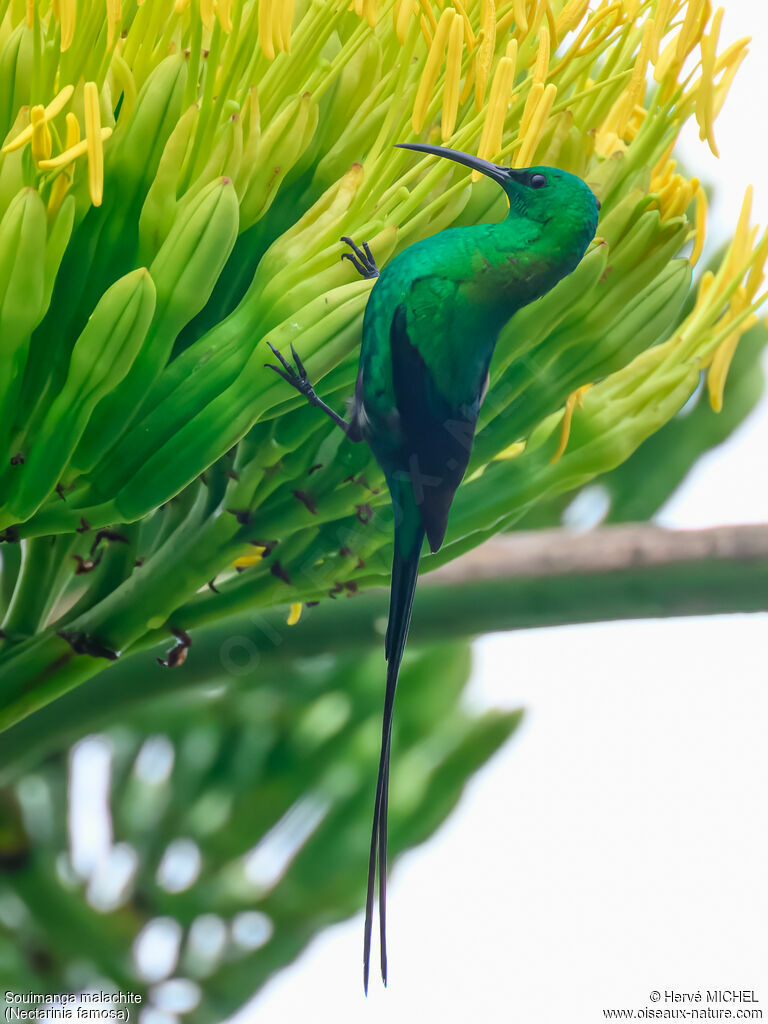Souimanga malachite mâle adulte nuptial