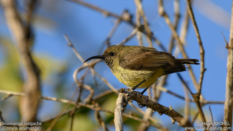 Souimanga Sunbird