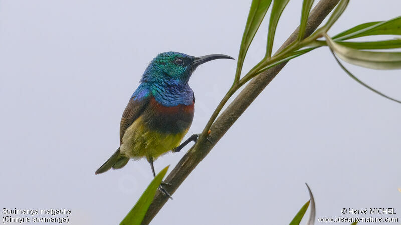 Souimanga Sunbird male adult breeding