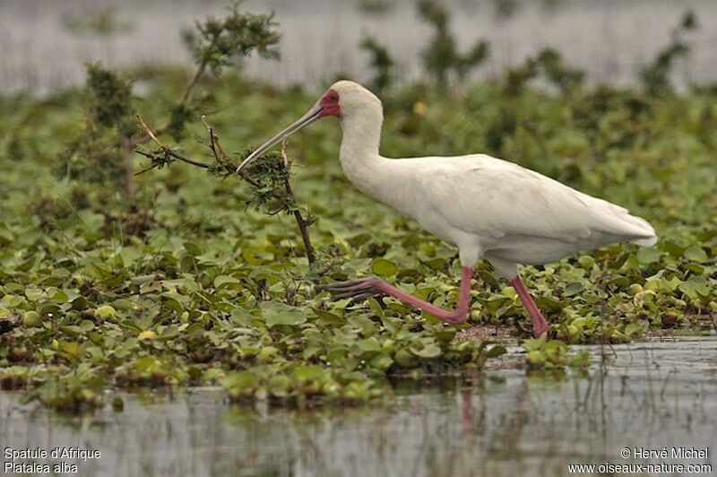 African Spoonbilladult