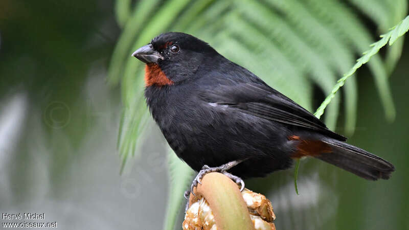 Lesser Antillean Bullfinch male adult, identification