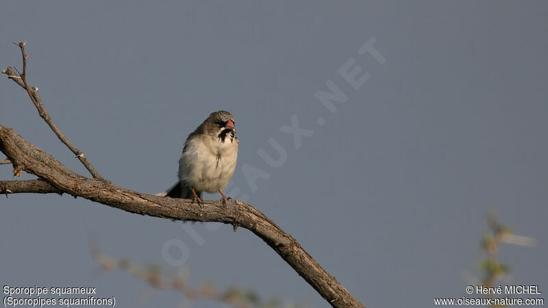 Scaly-feathered Weaver