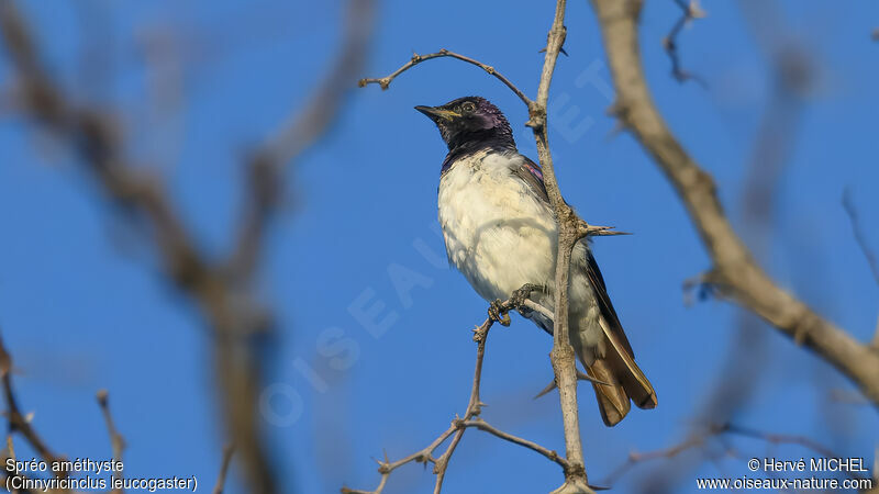 Violet-backed Starling