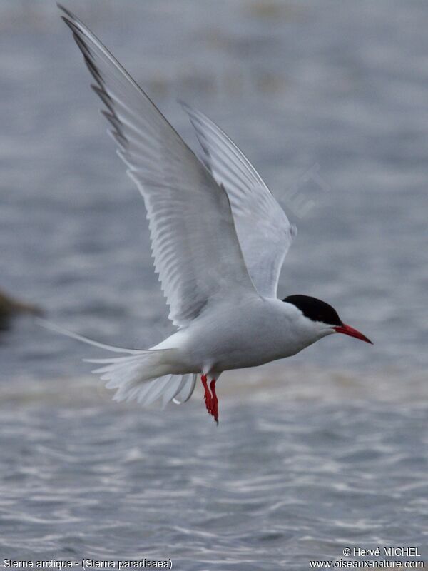 Arctic Tern