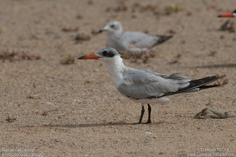 Caspian Ternadult post breeding