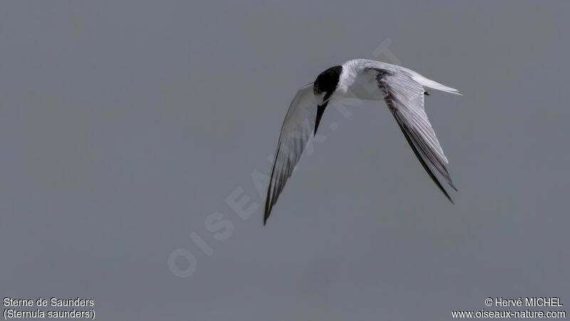 Saunders's Tern