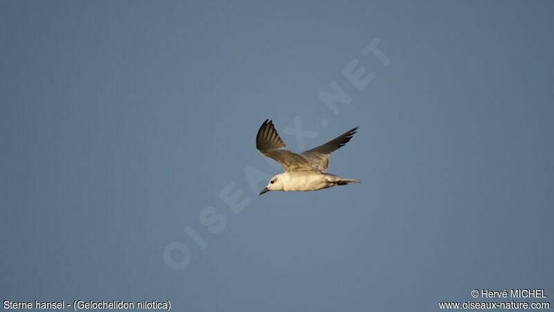 Gull-billed Tern