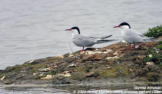 Common Tern