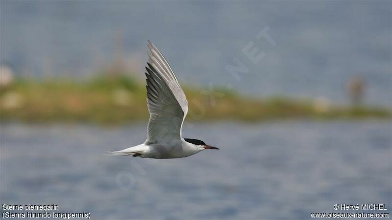 Common Tern