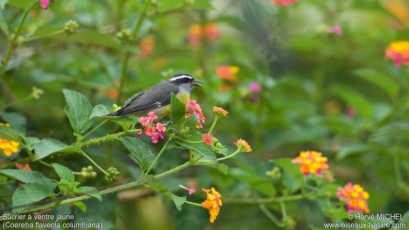 Bananaquit