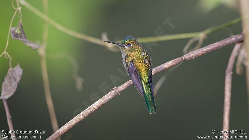 Long-tailed Sylph female