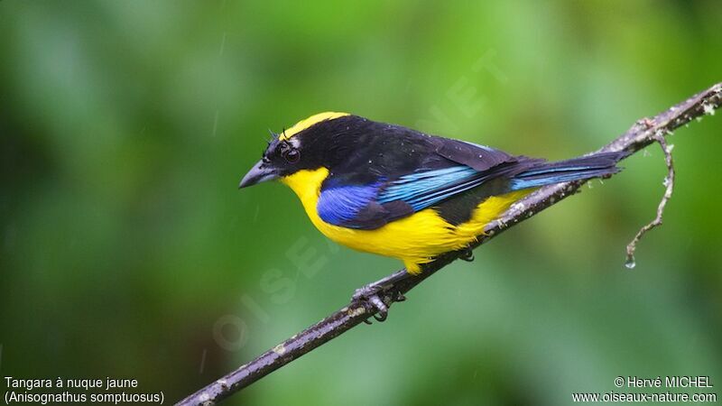 Blue-winged Mountain Tanager