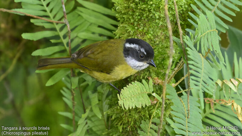 Sooty-capped Chlorospingus