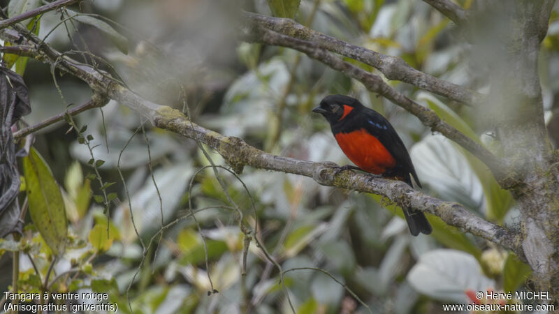 Scarlet-bellied Mountain Tanager male adult