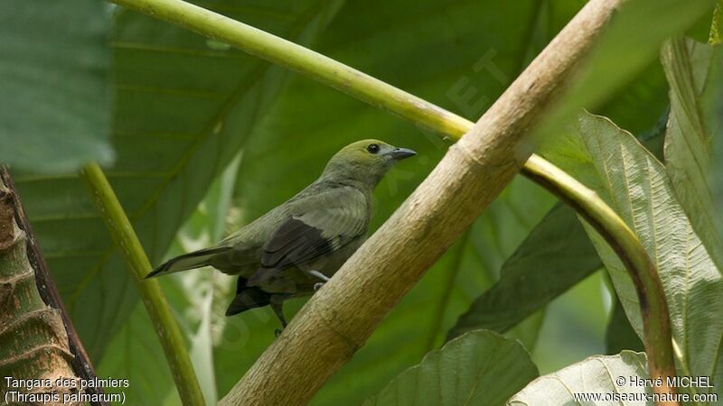 Palm Tanager