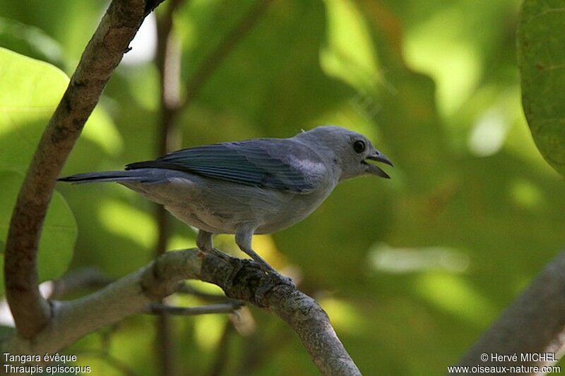 Tangara évêque, identification