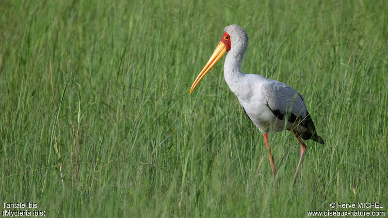 Tantale ibis