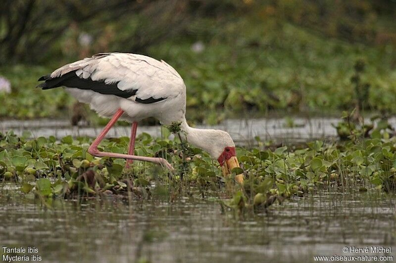 Yellow-billed Storkadult