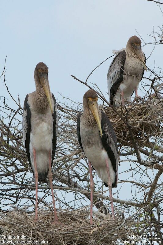 Painted Storkjuvenile