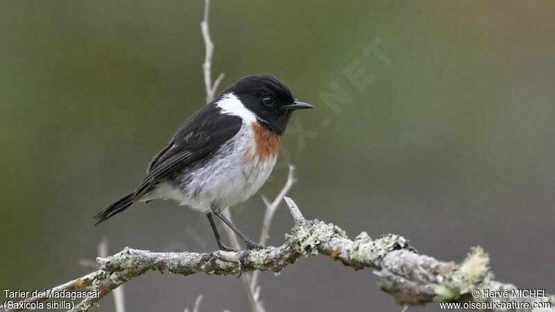 Madagascar Stonechat male adult breeding