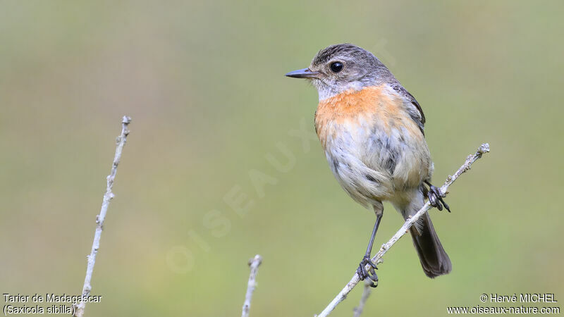 Madagascar Stonechat female adult breeding