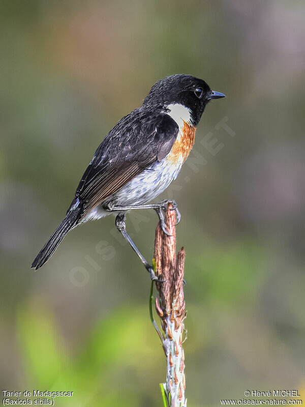 Madagascar Stonechat male adult breeding