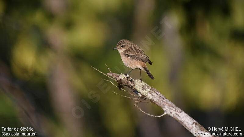 Siberian Stonechat