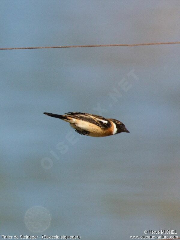 Amur Stonechat male adult