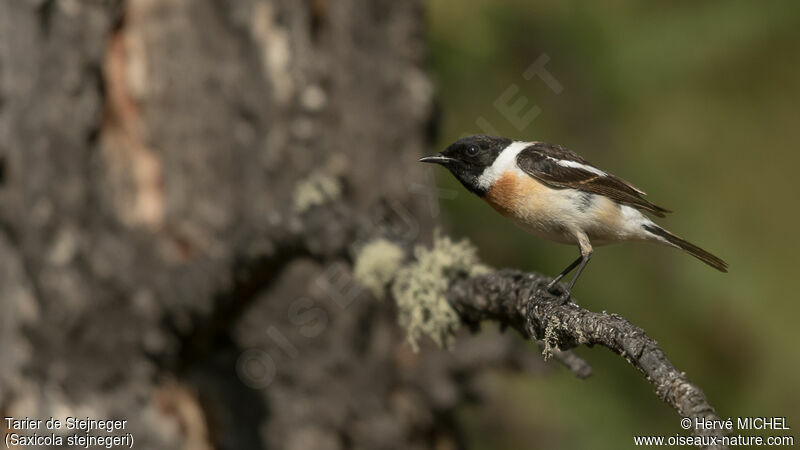 Amur Stonechat male adult breeding