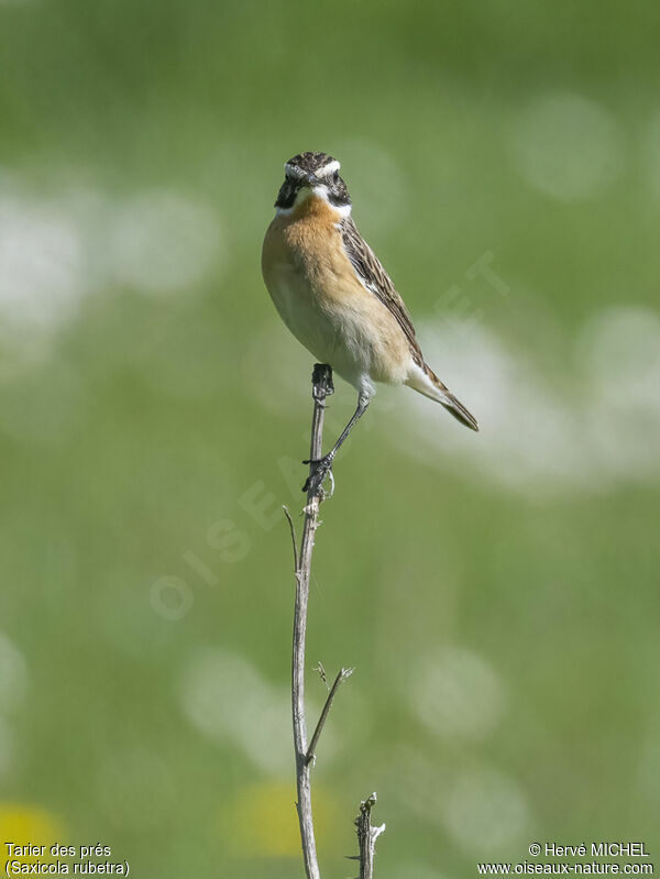 Whinchat male adult breeding