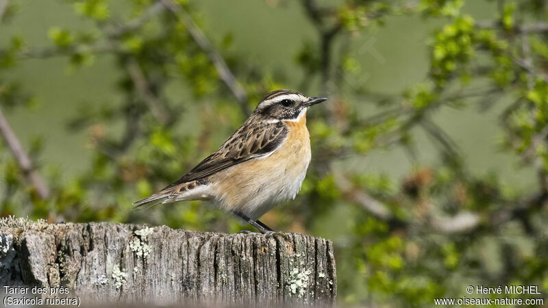 Whinchat male adult breeding