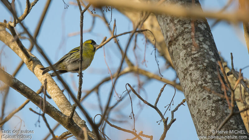 Eurasian Siskin male adult breeding