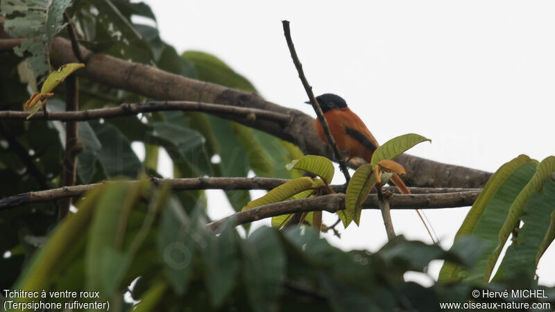 Red-bellied Paradise Flycatcher