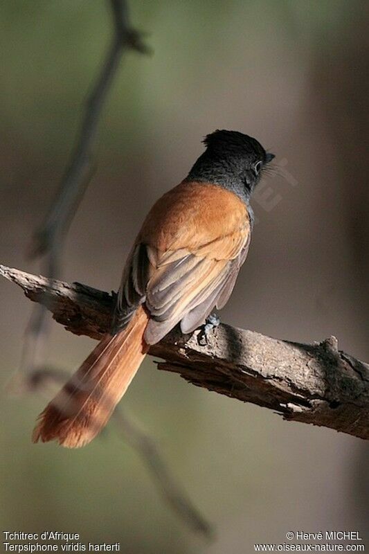 Tchitrec d'Afrique femelle adulte, identification