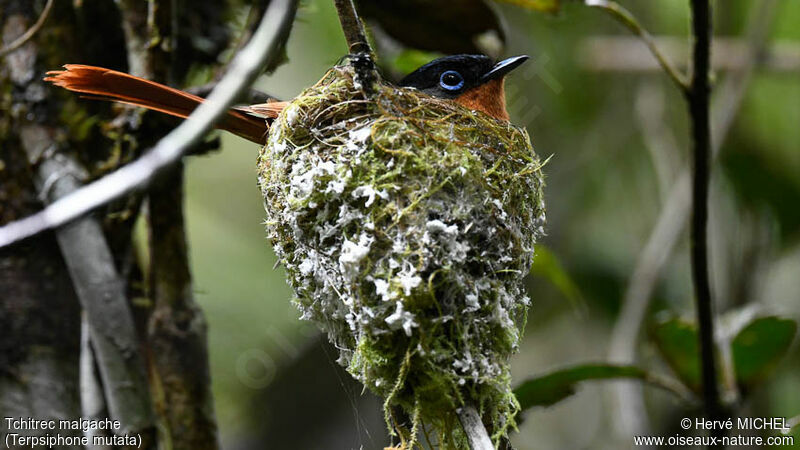 Malagasy Paradise Flycatcher female adult, Reproduction-nesting