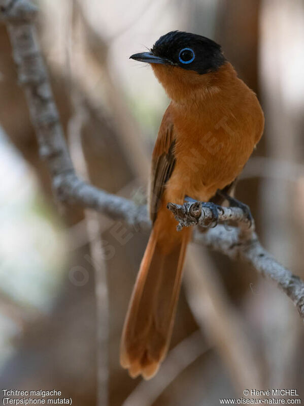 Malagasy Paradise Flycatcher female adult