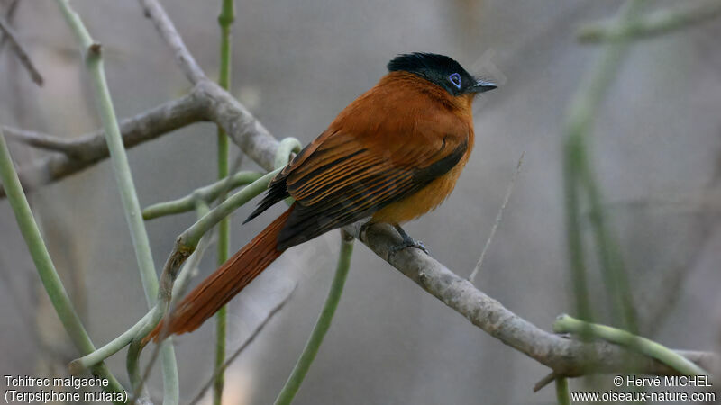 Malagasy Paradise Flycatcher female adult