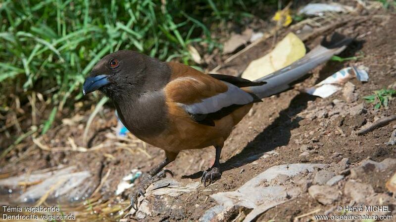 Rufous Treepie