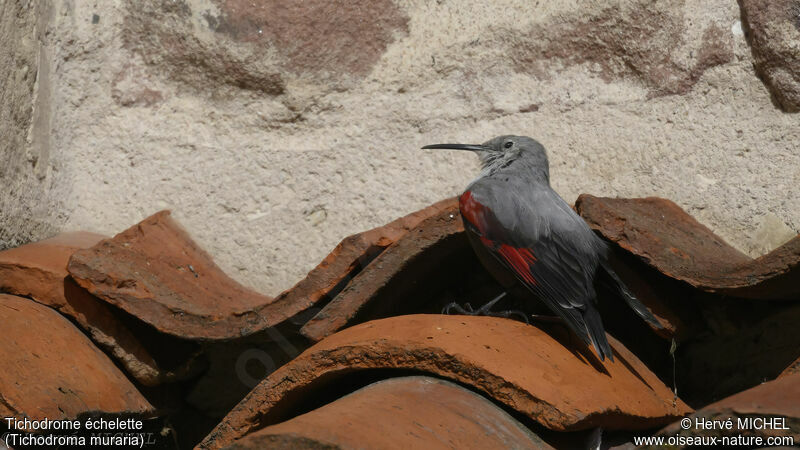 Wallcreeper