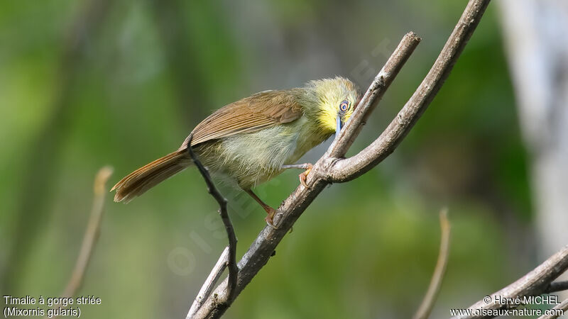 Pin-striped Tit-Babbler